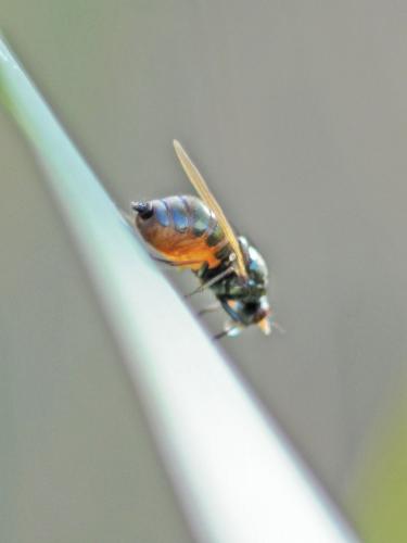 Calliopum sp.